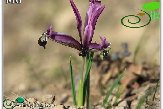 var. kurdica-Şırnak