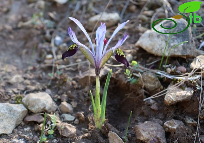 subsp. isikgünerii-Kahramanmaraş
