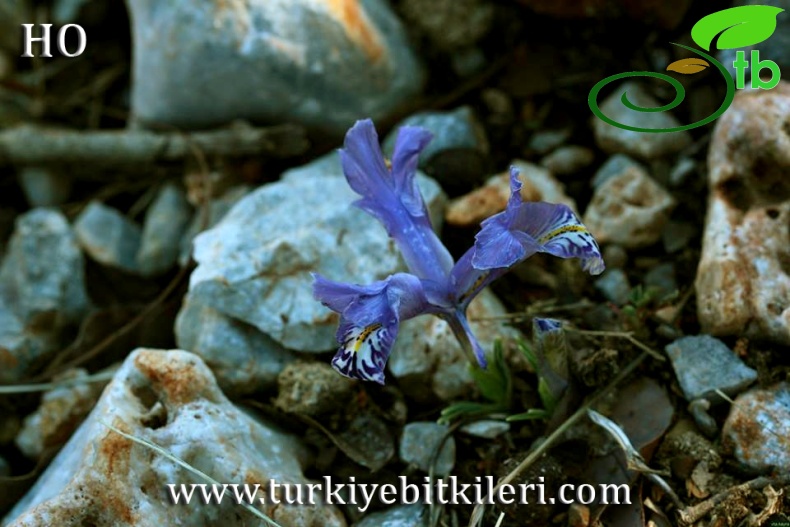 subsp. allisonii-Gündoğmuş-Antalya