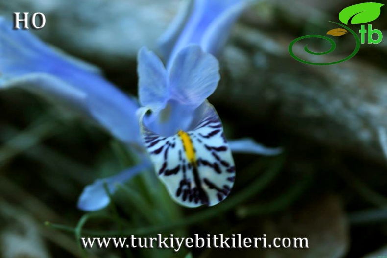 subsp. allisonii-Gündoğmuş-Antalya