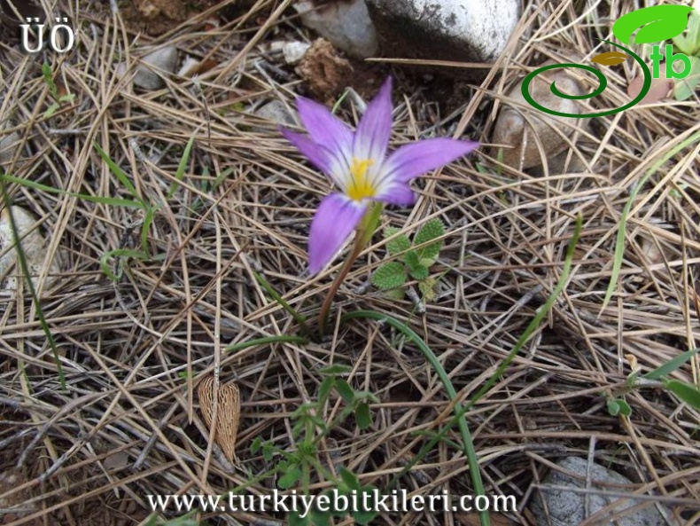 var.bulbocodium-Muğla