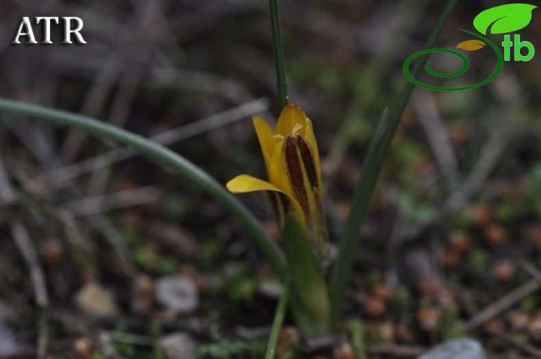 var. crocea-Antalya