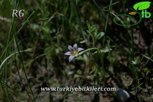 ssp ramiflora-Adana