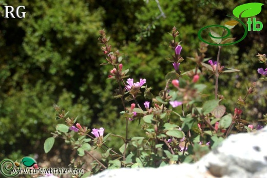 ssp ascendens-Silifke-Mersin