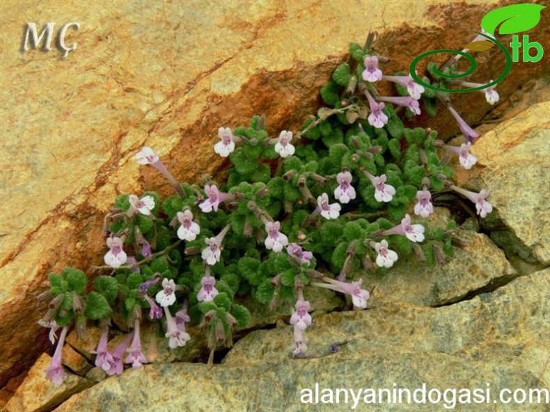 subsp. pamphylicum
