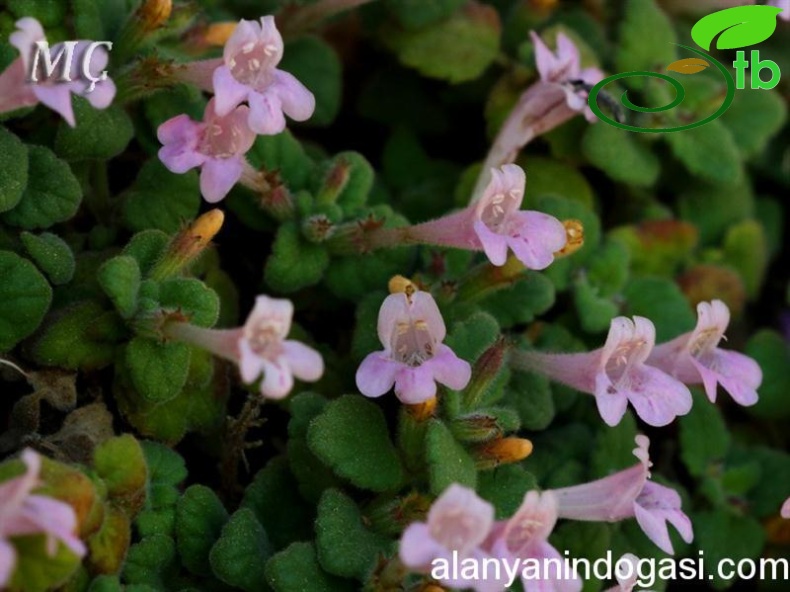 subsp. pamphylicum