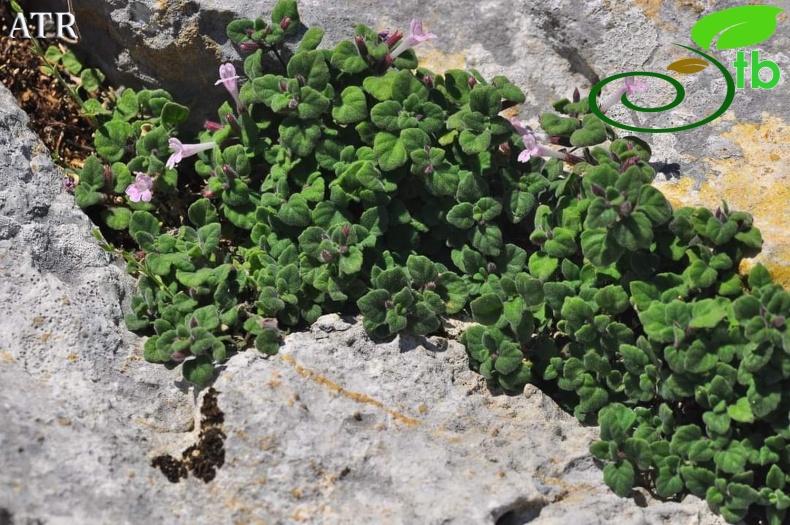 subsp. pamphylicum- Alanya