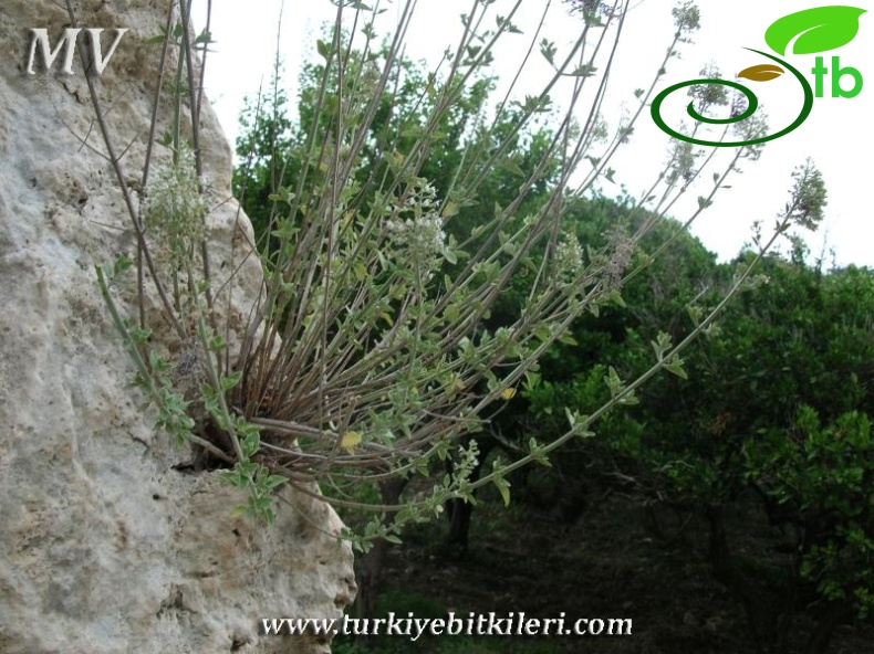 subsp. barbatum-Hatay