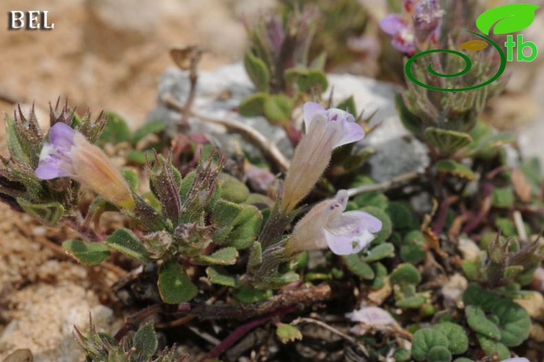 ssp grandiflorus-Çaldağı-Muğla