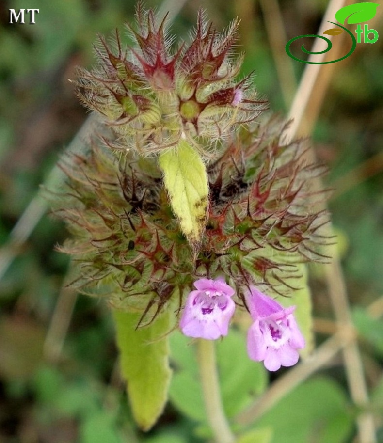 subsp. arundanum- İstanbul