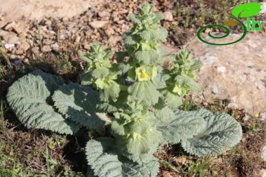 Mardin