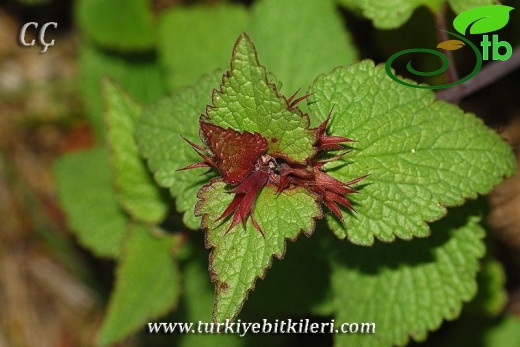 subsp.reniforme-İzmir