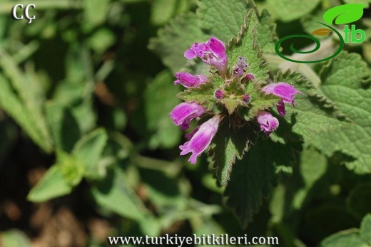 subsp.laevigatum-İzmir