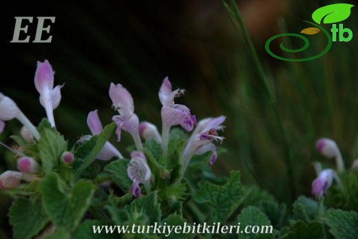 subsp. reniforme