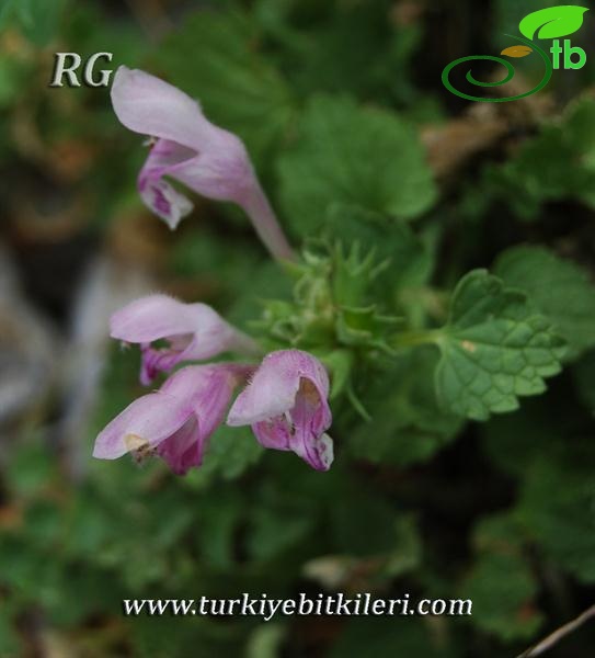 ssp pulchrum-Aladağlar-Niğde