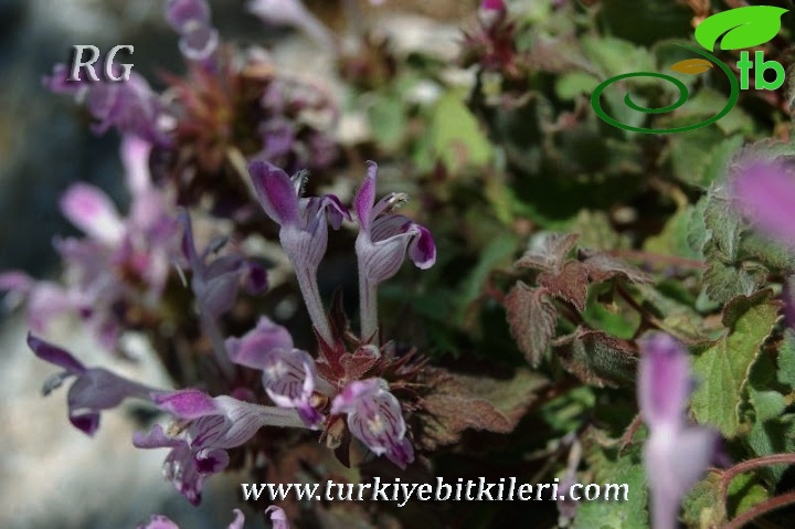 Silifke-Mersin