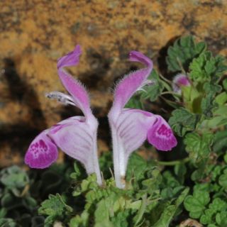 Sandras dağı-Köyceğiz