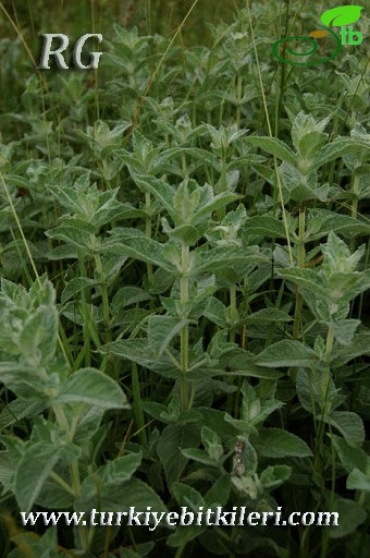 ssp tomentosa-Yeniçağa-Bolu