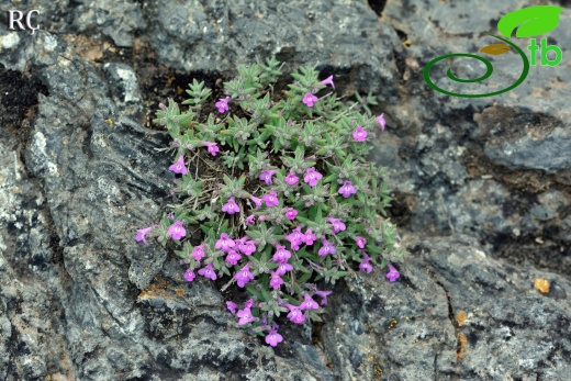 subsp. carminea-Bozdag-Acıpayam