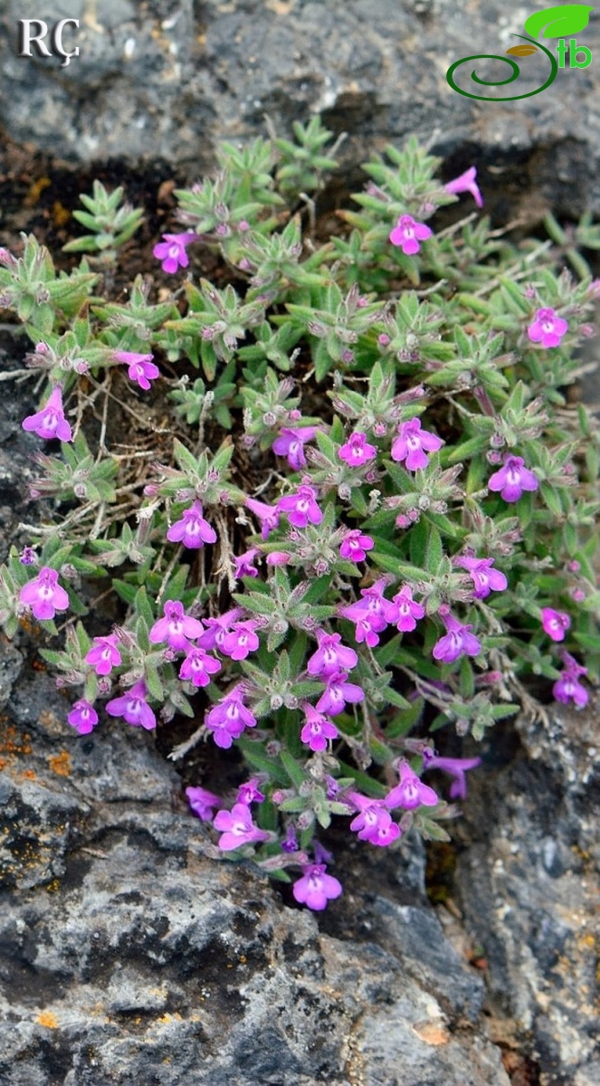 subsp. carminea-Bozdag-Acıpayam