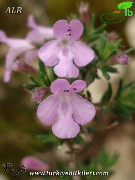 subsp. fruticulosa