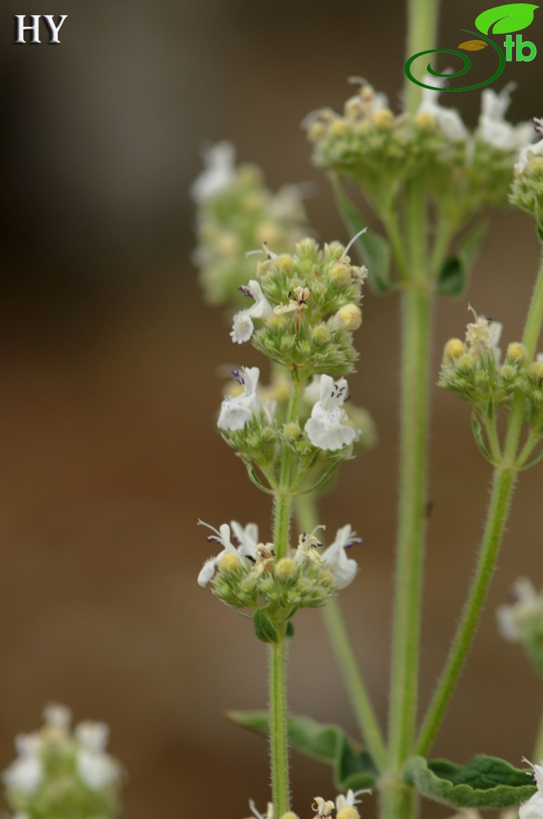 subsp. albiflora- İzmir