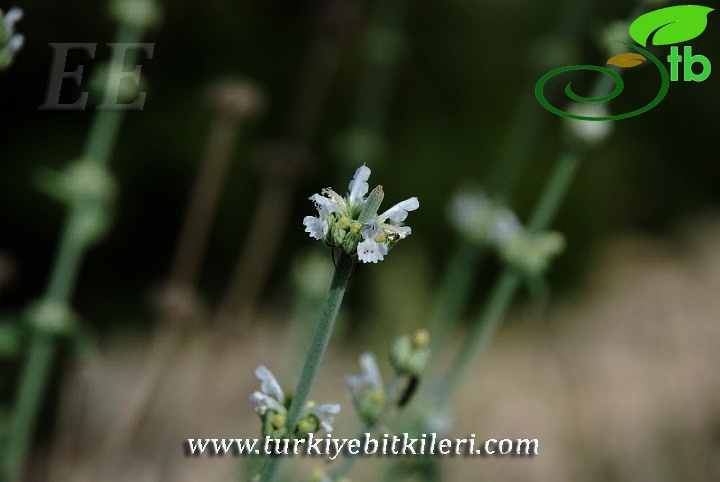 Korkuteli-Elmalı