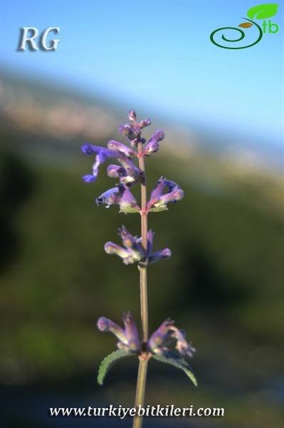 Ardahan