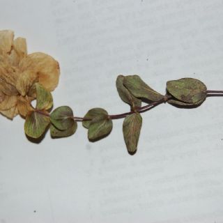 Erzurum