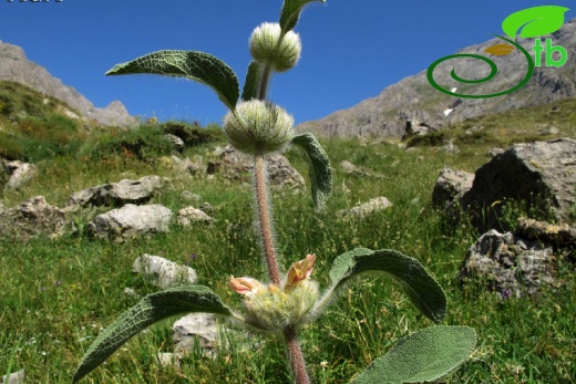 Ovacık-Tunceli
