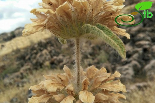 Şanlıurfa