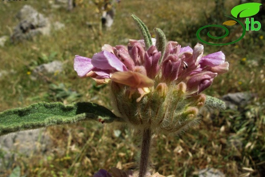 Ovacık-Tunceli