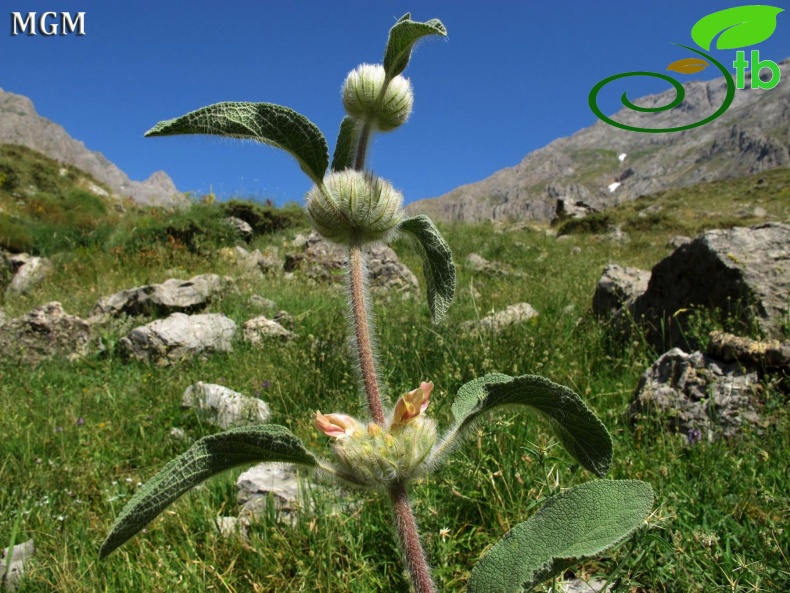 Ovacık-Tunceli