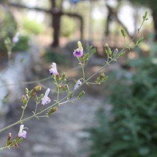 subsp. canescens- Silifke