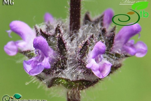 ssp brachyantha-Mardin