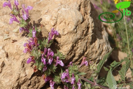 Mardin