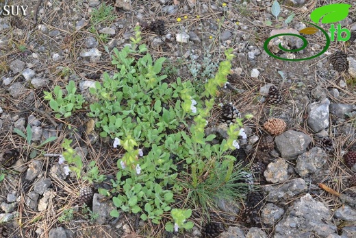 var bozkiriensis-Seydişehir