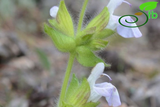 var bozkiriensis-Seydişehir