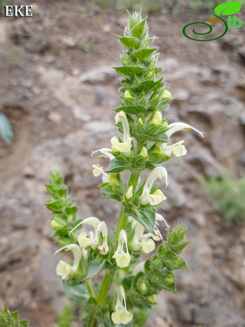 Tunceli