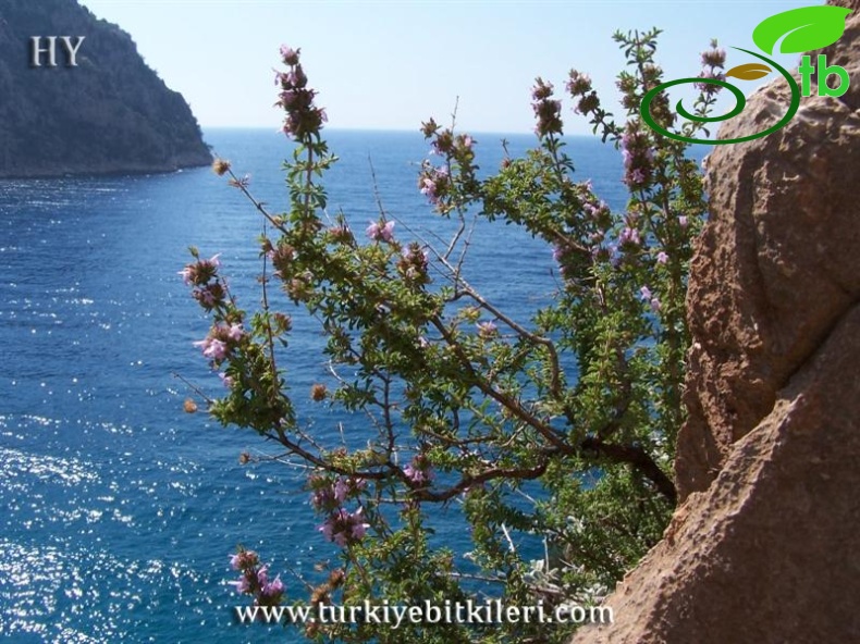 Fethiye-Muğla