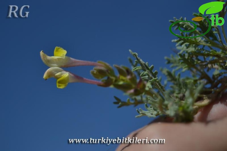 ssp pinnatifida-Polatlı-Ankara