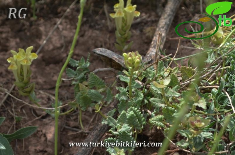 ssp virens-Muş