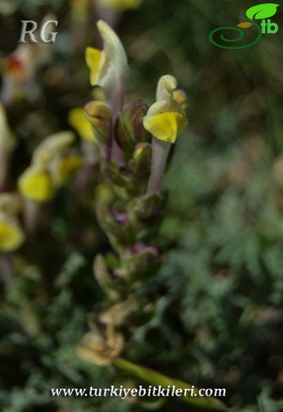 ssp pinnatifida-Polatlı-Ankara