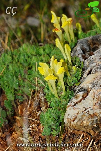 subsp. alpina var.alpina-İzmir
