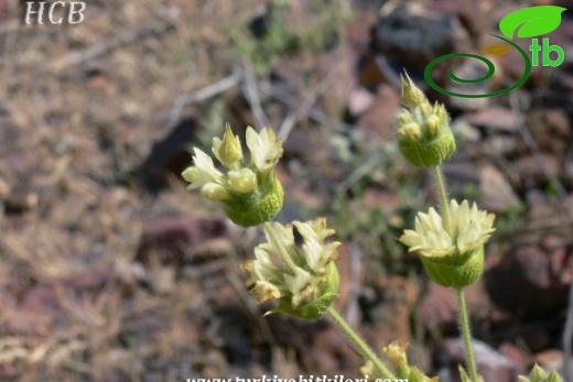 subsp. viridis