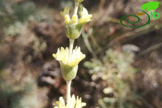 subsp. germanicopolitana-Eskişehir