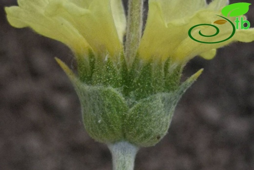 subsp. germanicopolitana-Eskişehir