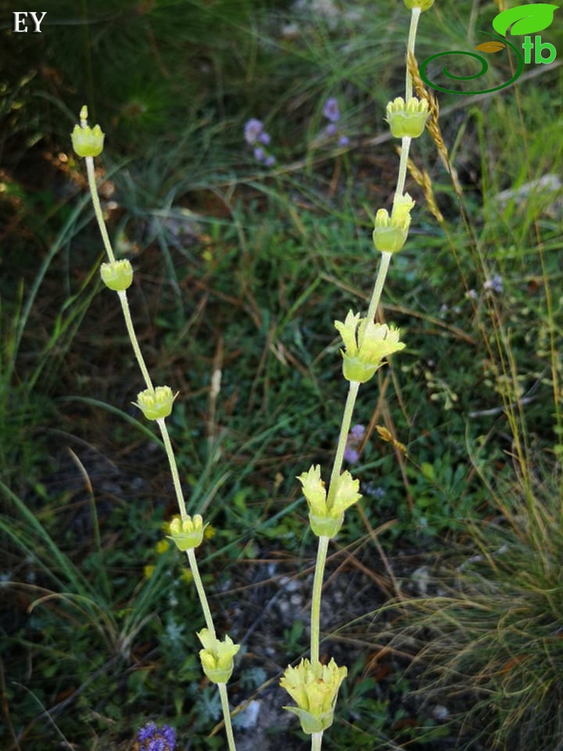 subsp. germanicopolitana-Eskişehir