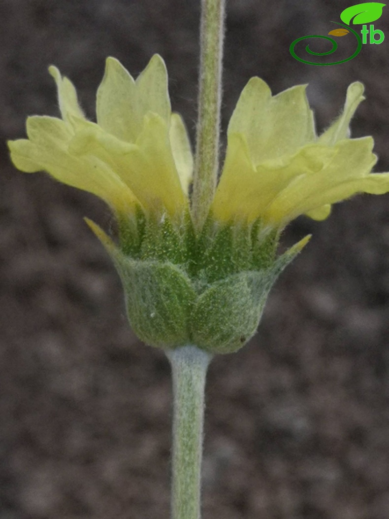 subsp. germanicopolitana-Eskişehir