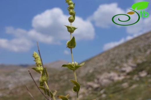 Girdev yaylası-Muğla